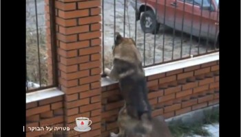 פטריה על הבוקר: הבריחה הגדולה