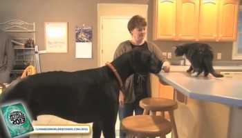 פטריה על הבוקר: הכלב הגדול ביותר בעולם! (וידאו)