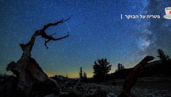 פטריה על הבוקר: כוחו המדהים והבלתי צפוי של הטבע (וידאו)