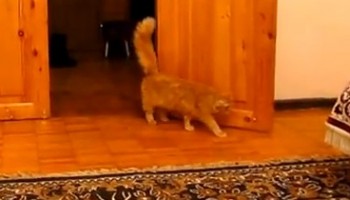 על הבוקר: חתול קופצני מפחד מסופר מריו (וידאו)