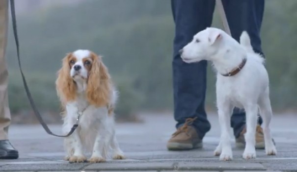 כלב פולקסווגן