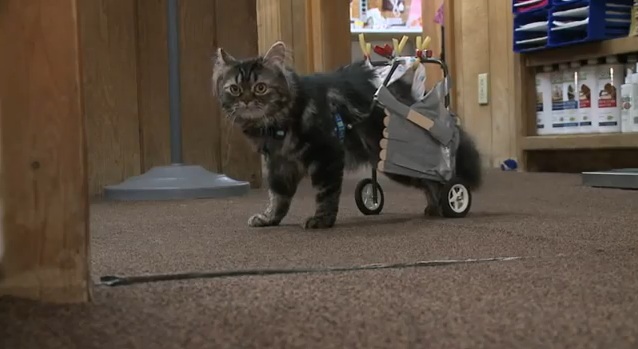 חתולה רובוטית