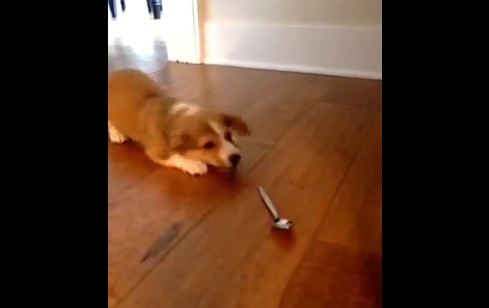 כלב נגד כפית