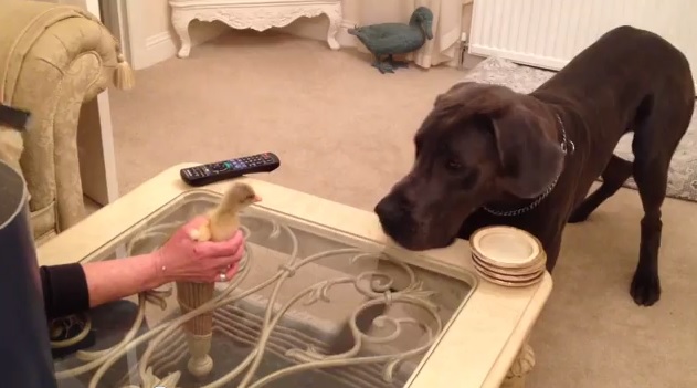 דני ענק ואווז