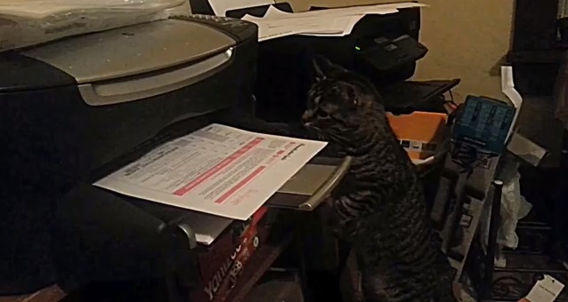 חתול מתקיף מדפסת