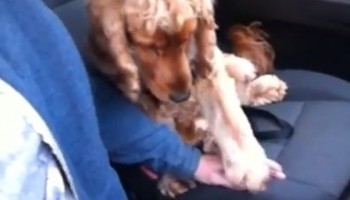 מתוק על הבוקר: כלב מתעקש להחזיק ידיים בזמן נסיעה (וידאו)