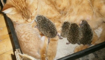 מתיקות על הבוקר: חתולה מאמצת ארבעה קיפודים יתומים (וידאו)