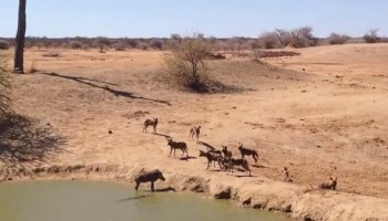 טבע מטורף: חזיר יבלות מוקף בחבורת זאבים רעבים (וידאו)