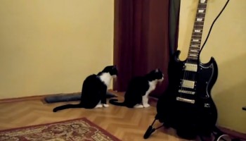 מדהים: חתול מנסה להתנצל בפני חתול אחר (וידאו)