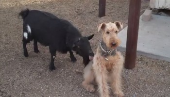 מצחיק: עז משוגעת מנסה להתחיל לריב עם הכלב הכי סבלני בעולם (וידאו)