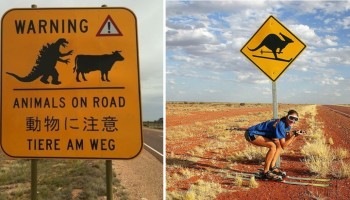 האט, חד קרן לפניך: 25 תמרורים מצחיקים שאפשר למצוא רק באמצע שומקום