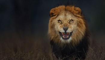 הצלם שצילם את התמונה המדהימה של האריה הזה כמעט והפך לארוחת הצהריים שלו