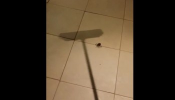 הבחור הזה הרג עכביש שנכנס לבית שלו וקיבל במקומו מאות עכבישים קטנים