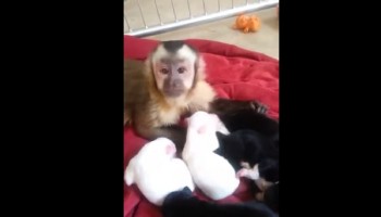 הקוף הזה פוגש בפעם הראשונה בחייו בגורי כלבים והתגובה שלו פשוט מרגשת ומקסימה