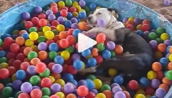 אתם הולכים להרגיש הרבה יותר שמחים אחרי שתראו את הפיטבול הזה שוחה בבריכת כדורים