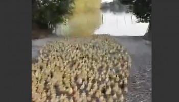 כך נראים 5000 ברווזונים שרצים יחד למים בפעם הראשונה בחייהם