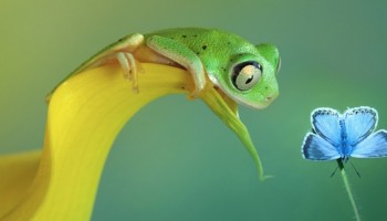 50 צילומי קלוז-אפ מופלאים של חיות מיניאטוריות בטבע