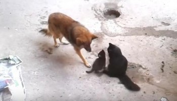 מדהים: אמא חתולה מביאה את הגורים שלה להכיר חבר ישן ולא צפוי