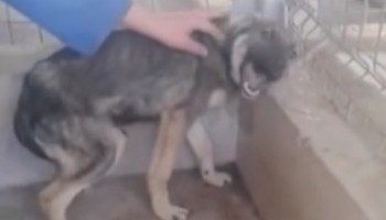 צפו בתגובה המרגשת של הכלב הזה, שסבל מהתעללות אכזרית, וזוכה לליטוף ראשון מבן אדם אוהב