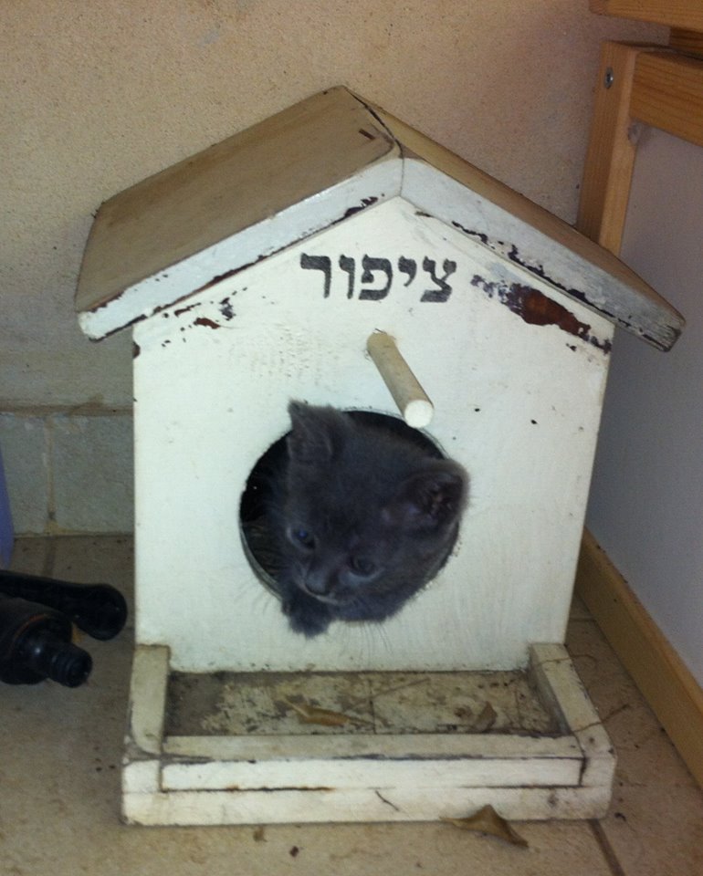 Sharon Ben Ari‎ - אין לתאר