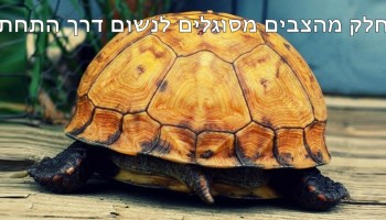 30 עובדות מגניבות ומפתיעות שכנראה לא ידעתם על בעלי חיים