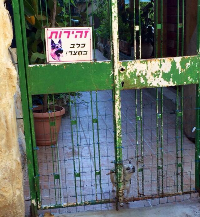 זה הקטן גדול יהיה