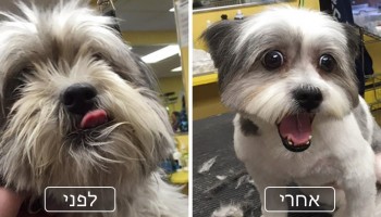 הבחור הזה מעניק תספורות בחינם לכלבים מבוגרים נטושים כדי לעזור להם למצוא בית