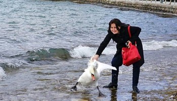 מרתיח: התיירת הזאת רצתה לצלם סלפי עם ברבור והרגה אותו