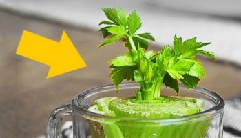9 סוגי ירקות שאתם יכולים לקנות פעם אחת ולגדל אותם בעצמכם לנצח