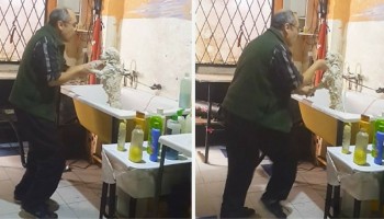אישתו של ספר הכלבים נכנסה למספרה שלו וזה הדבר המצחיק שהיא תפסה אותו עושה