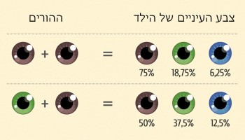כך עשויים להראות הילדים העתידים שלכם על פי הגנטיקה שלכם בסדרת איורים מגניבה