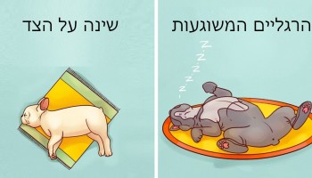 6 תמונות שמסבירות מה מספרת תנוחת השינה של הכלב שלכם על האופי שלו