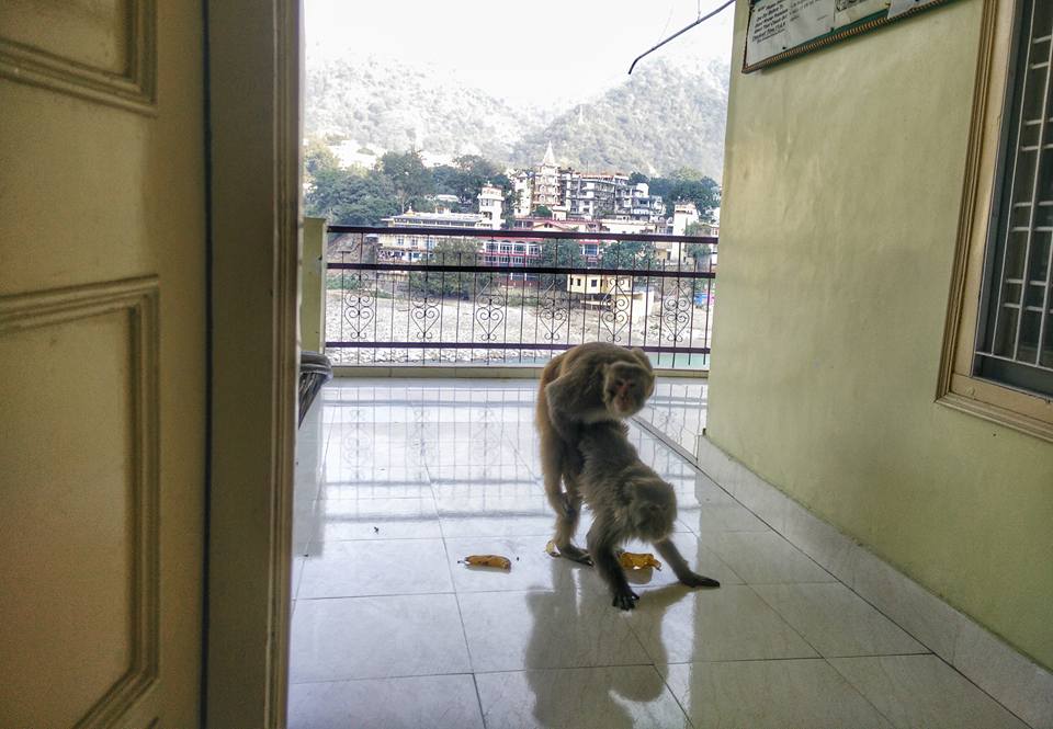 קם בבוקר, יוצא מהחדר ורואה את זה. במילה אחת הודו . טימור סנופקין