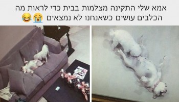 30 הסטטוסים הכי מצחיקים שאנשים כתבו על הכלבים שלהם בשנת 2016