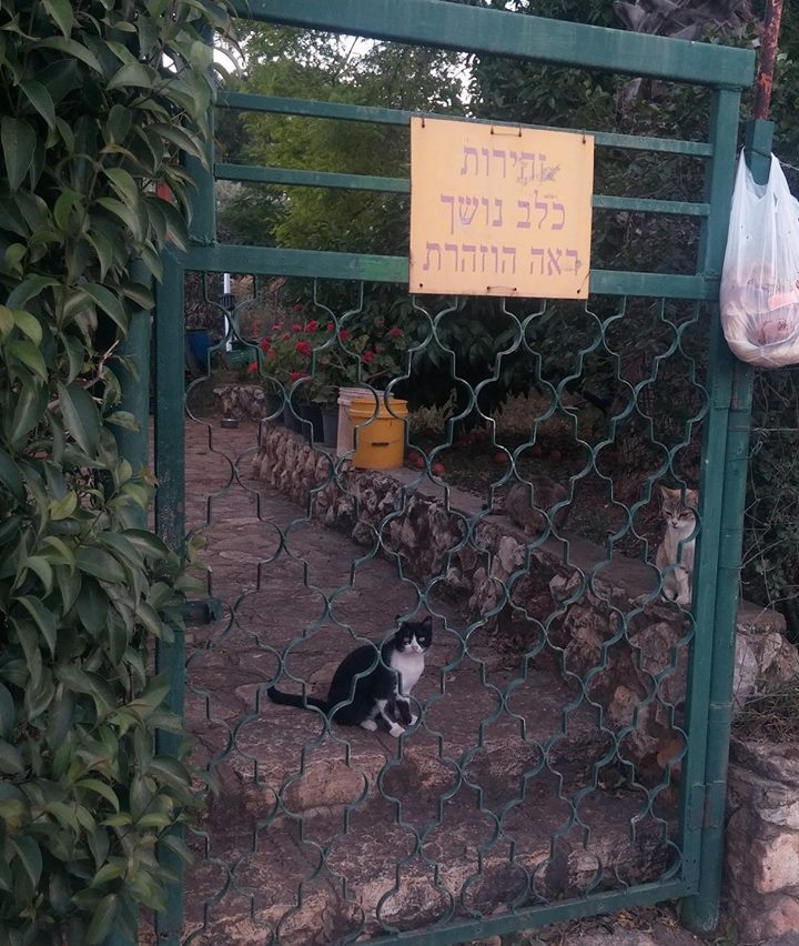 נראה כמו כלב מפחיד