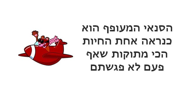 סנאי מעופף 1