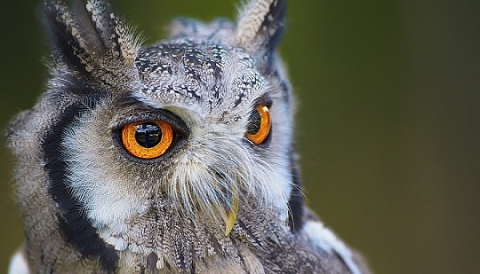 עובדות על בעלי חיים