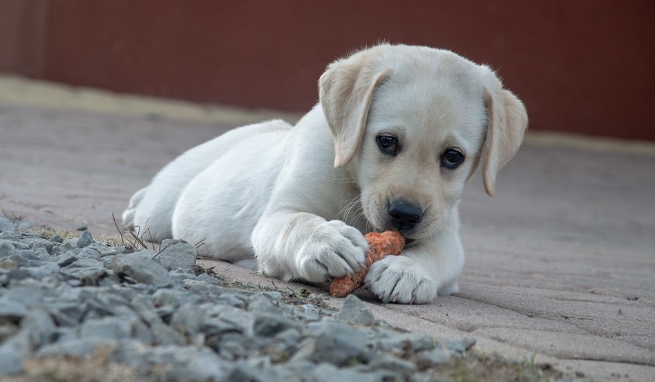 ירקות שאסור לתת לכלב