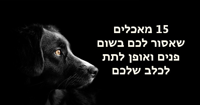 מה אסור לתת לכלב