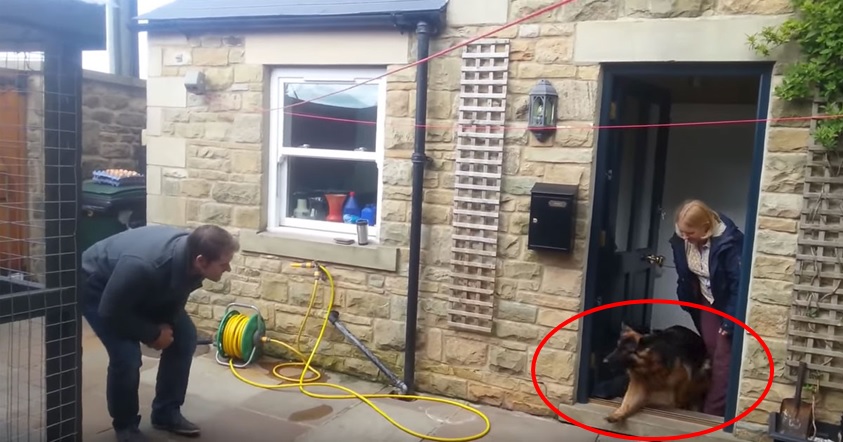 כלב פוגש את הבעלים