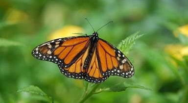 פרפר בוקע מגולם