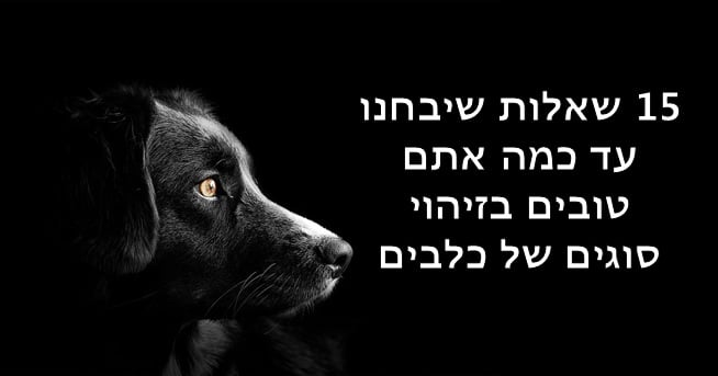 סוגי כלבים 1